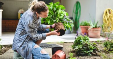 Horta Orgânica em Casa: Como Cultivar Alimentos Saudáveis.